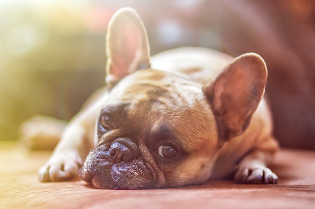 犬の外耳炎の予防に良いフード