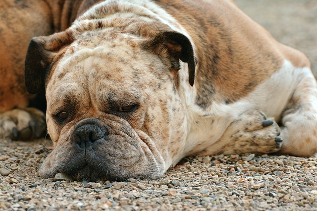 寝たきりの老犬の下痢の対処法